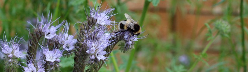 Bee purple flower header
