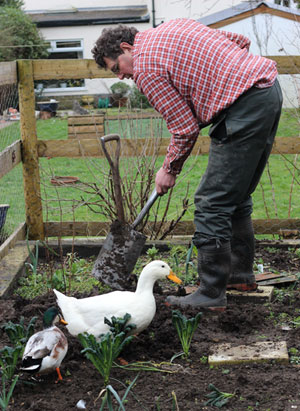 Gardening Naturally with Ducks